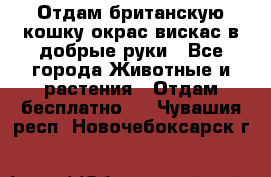 Отдам британскую кошку окрас вискас в добрые руки - Все города Животные и растения » Отдам бесплатно   . Чувашия респ.,Новочебоксарск г.